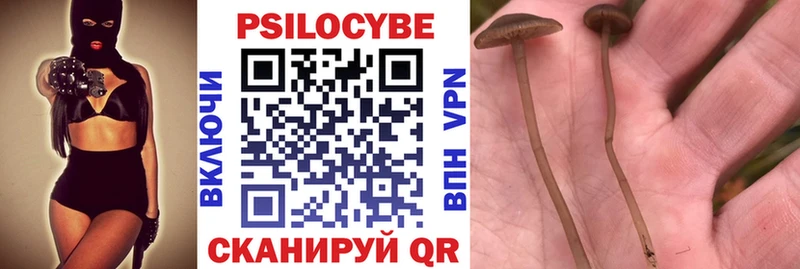 как найти закладки  Одинцово  Псилоцибиновые грибы мицелий 